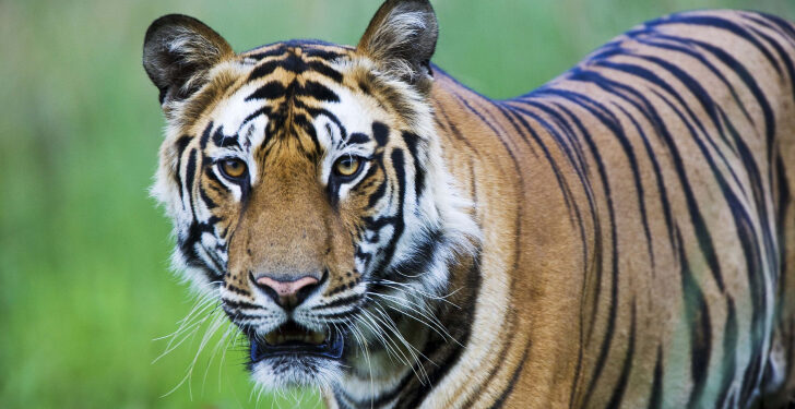 See If You Are A Zookeeper Material By Getting 100% On This Animals Quiz!