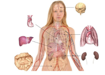 Show Us Your Knowledge Of Human Anatomy. Can You Get 100% On This Quiz?