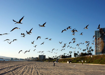 Test Your Knowledge About Birds and See If You Can Get 100% Score On This Quiz