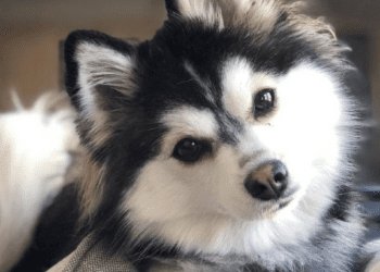 Show Your Knowledge About Man’s Best Friend By Getting 100% On This Quiz