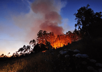 Do You Know How to Prepare for Wildfires?