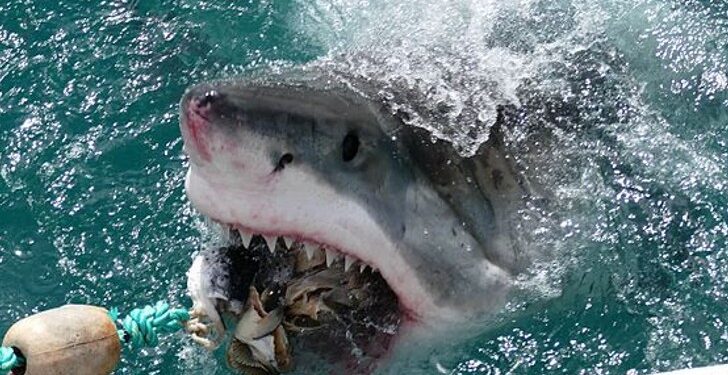 Could You Survive An Attack from One of These Dangerous Animals?