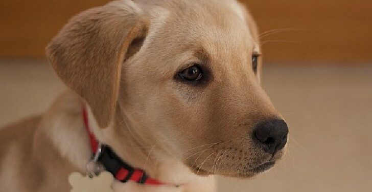 Take This Quiz to Show That You Are an Expert on Dogs and Get a Perfect Score!