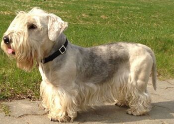 Take This Quiz to Show That You Are an Expert on Dogs and Get a Perfect Score!