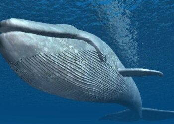 Delve Into the Depths of Your Knowledge, and Aim for a Perfect Score with Our Sea Creatures Quiz