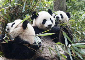 Do You Have Enough Knowledge of the Animal Kingdom to Pass This Quiz?