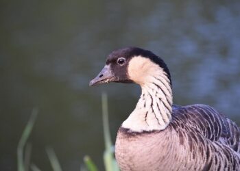 Check Your Knowledge of Flying Animals With This Quiz About Birds!