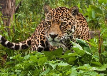 Do You Have What It Takes To Survive Alone With A Predator In The Jungle?