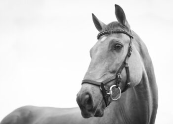 From Gate to Finish Line: Discover Your Inner Jockey in This Thrilling Racehorse Challenge!