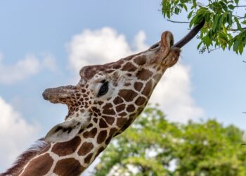 Shocking Diets: Find Out Which Animals Eat Bones, Blood, and More!