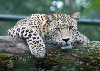 Are You a Creature Feature Pro? Test Your Skills on These Bizarre Animal Facts!