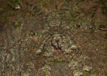 Can You Spot the Invisible? Discover How Animals Hide in Plain Sight!