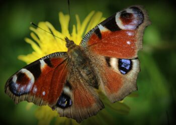 Are Invasive Species a Threat to Your Backyard? You Won’t Believe Their Impact!