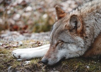 Can You Guess Which Animal Sleeps with One Eye Open? Find Out Inside!