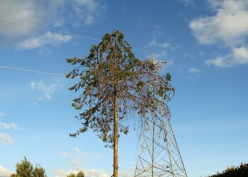 Which Marvels of Engineering Came from the Animal Kingdom?