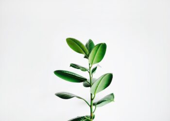 Green Magic Trivia: Are You Sage Enough to Master These Medicinal Plants?