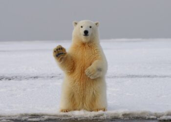 Explore Traditional Arctic Games: Can You Score High on This Quiz?