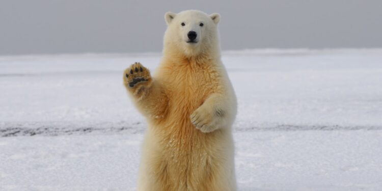 Explore Traditional Arctic Games: Can You Score High on This Quiz?