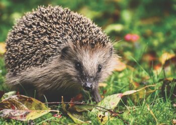 Can You Tame the Unusual? Discover Your Inner Beastmaster with This Exotic Pet Quiz!