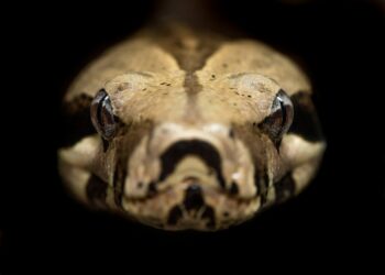Guess Who’s Hissing? Crack These Reptile Riddles If You Dare!