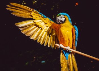 Unleash Your Inner Beast with This Jungle Quiz!