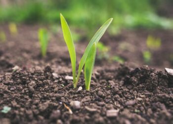 Are You a Green Genius or Garden Novice? Find Out in This Plant Quiz!