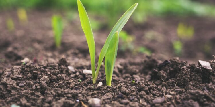 Are You a Green Genius or Garden Novice? Find Out in This Plant Quiz!