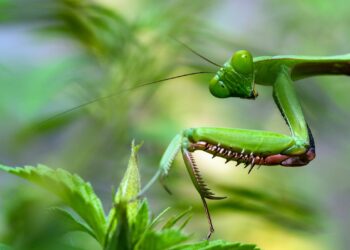 Think You Know Bugs? This Quiz Might Just Prove You Wrong!