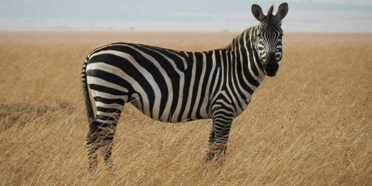 Can You Spot the Invisible? Discover How Animals Hide in Plain Sight!
