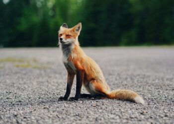 Are You a Cuddle Expert? Prove It With This Adorable Animal Quiz!