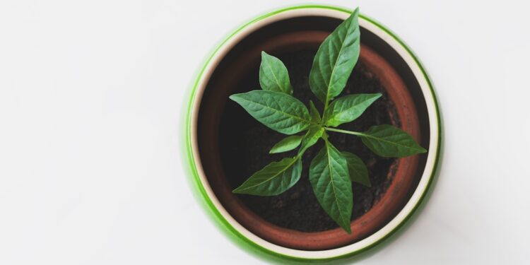 Ever Heard of a Plant That Predicts the Weather? Take Our Quiz to Learn More!