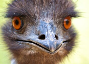 Birds Without Wings: Can You Name Them?