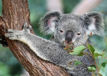 Australia’s Amazing Marsupials