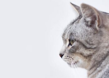 Do You Remember the Cat’s Name in “Pet Sematary”? Find Out in This Literary Feline Quiz!