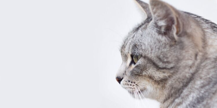 Do You Remember the Cat’s Name in “Pet Sematary”? Find Out in This Literary Feline Quiz!