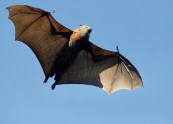 How Fast Can Some Bats Fly? Find Out in This Bat Quiz!