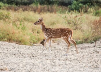 Incredible Deer Facts You Would Never Guess!