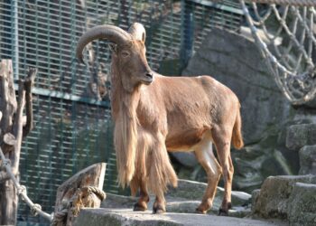 Do You Know What a Baby Goat Is Called?