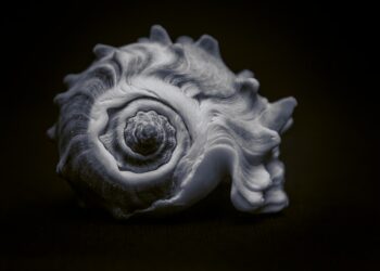 Fascinating Facts About Ocean Shells