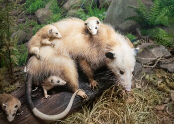 Smallest Mammals on Earth: Test Your Knowledge!