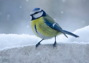 Bizarre Animal Courtship Behaviors!