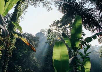 Which Amazon Animal Faces Extinction? Find Out Now!