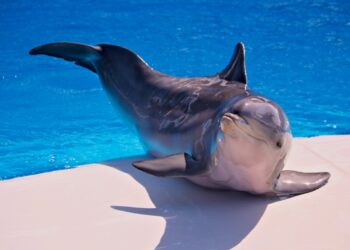 Can You Guess These Record-Breaking Animal Champions?