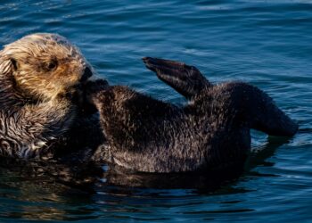 Do You Know Which Bird Travels to Antarctica?