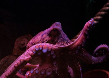 Think You’re Smarter Than an Octopus? Take the Quiz!
