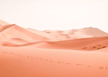 From Fennec Foxes to Camels: Desert Animal Challenge!