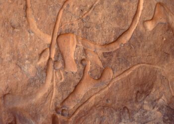 Guess Which Ancient Creatures Are Still Around!