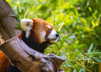 You Won’t Believe What These Animals Eat!