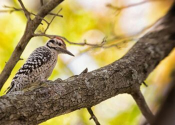 Do You Know Which Animals Use Tools? Take the Quiz!