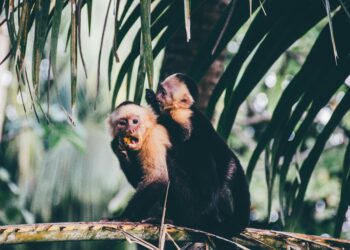 Tap into Your Wild Side: The Ultimate Jungle Quiz Challenge